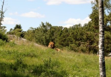 An Untamed Lion - lions, lion, animals, pets, king, nature, creature, zoo, dangeorus, landscapes