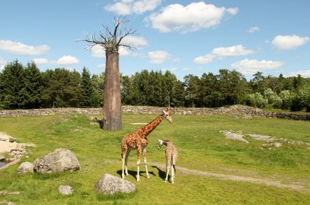 Peaceful Giraffes - pets, giraffes, animals, zoo, tree, nature