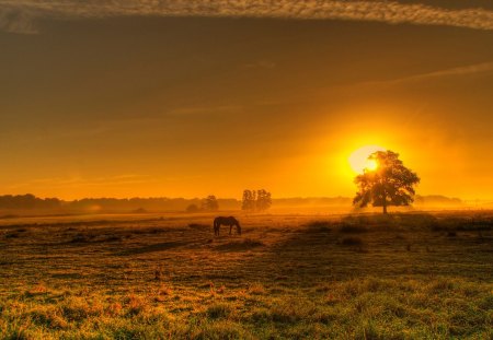 wonderful sunset - field, horse, trees, sunset