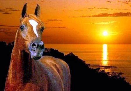 Horse at Sunset - sea, horse, sun, sky