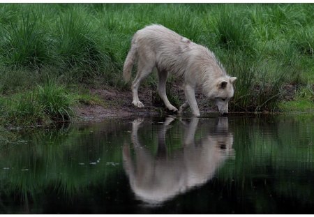 Wolf at Mirror - white, nature, pond, predator, arctic