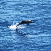 A Jumping Dolphin