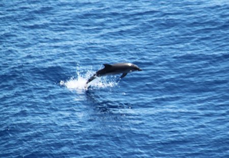 A Jumping Dolphin - mediterranean sea, dolphins, water, blue, sea, jump, fish, animals