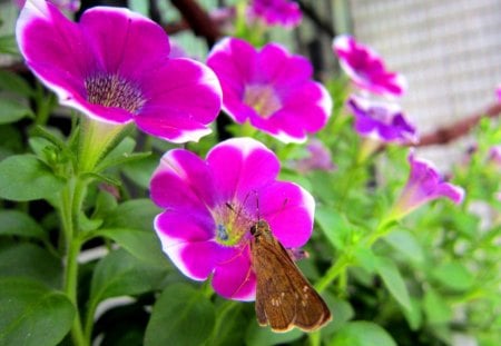 Lycaenidae and flowers - lycaenidae, morning glory flowers, flowers, pretty