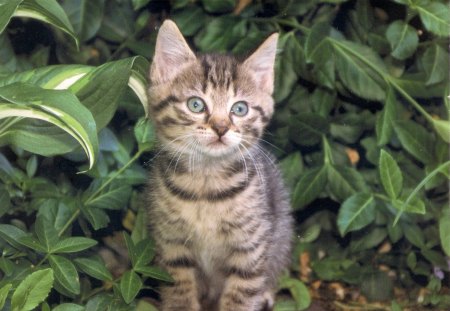 tiger kitten - tabby, kitten, green, leaves