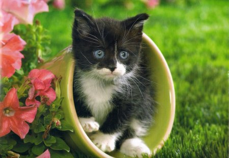 Kitten - flowerpot, black, kitten, white, leaves, green, flowers, pot, grass, garden, cute