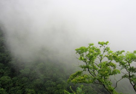 Mountains fog - fog, mountains, tree, in the rain