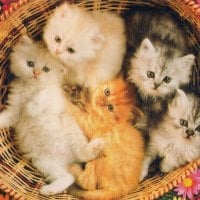 kittens