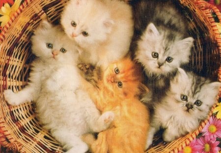 kittens - paws, family, kitten, flowers, basket