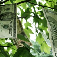 Money Growing On Trees