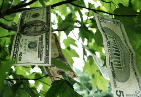 Money Growing On Trees - money, trees, windfall, money tree, wealth, cash