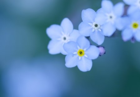 Pretty flowers - flower, nature, petal, blue