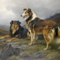 COLLIE COMPANIONS