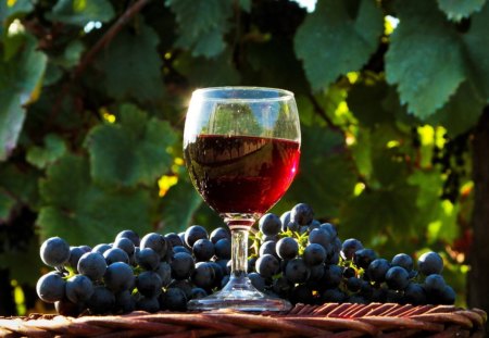 A LITTLE GLASS OF RED - relaxation, vinyard, vines, food, romance, grapes, outdoors, refreshment, fruit, glass