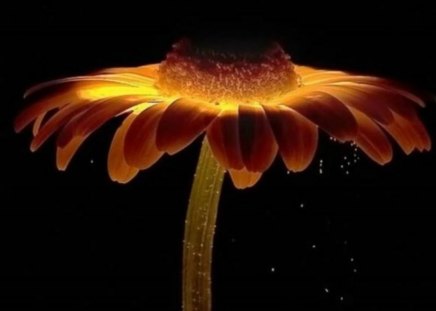 glowing flower