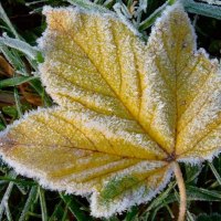 FROSTED LEAF