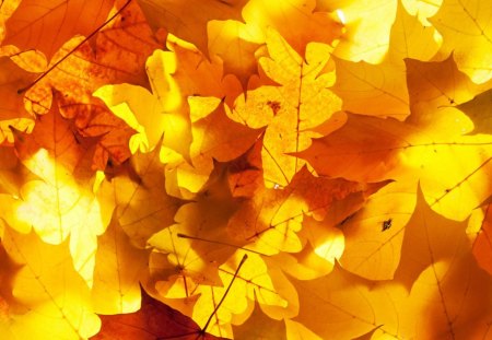 Autumn Aurora - autumn, colorful, gold, bright, fall, abstract, yellow, leaves, orange