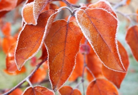 ICY AUTUMN - ice, trees, frost, seasons, winter, autumn leaves