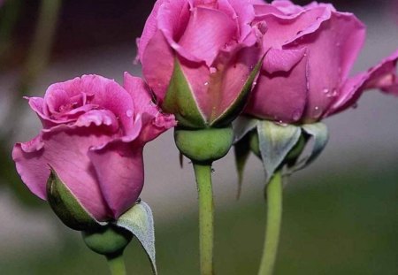 beautiful pink flowers - leaves, stems, petals, pink