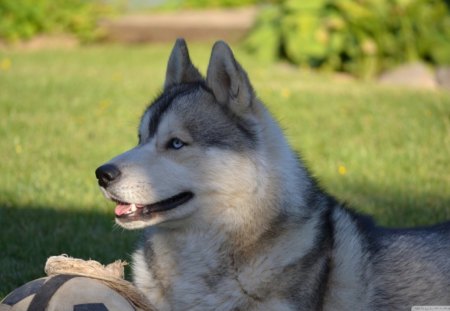 pretty husky - bushes, dog, grass, light