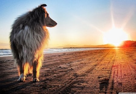 lassie dog - collie, water, sun, rays