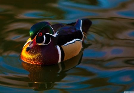 mandarin_duck - wings, water, beak, colorful