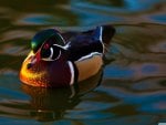 mandarin_duck