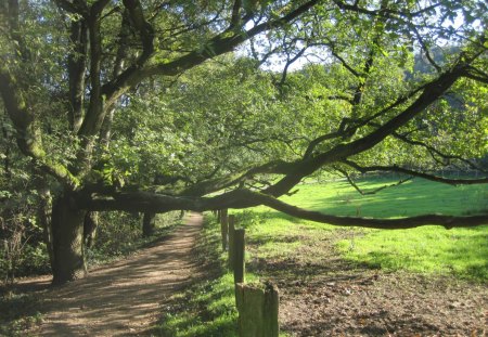 Old tree - spring, forests, nature, tree