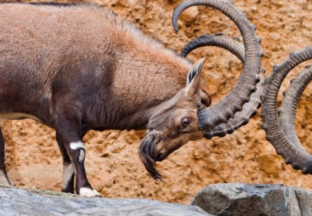 two_male_ibexes_fighting - animal, rocks, dirt, horns