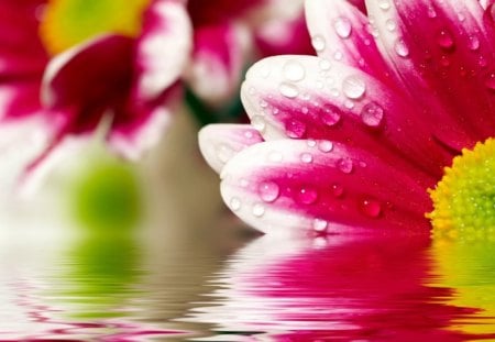 REFLECTIONS OF A FLOWER - nature, pink, rain, water, wet, fushia, photo, flower