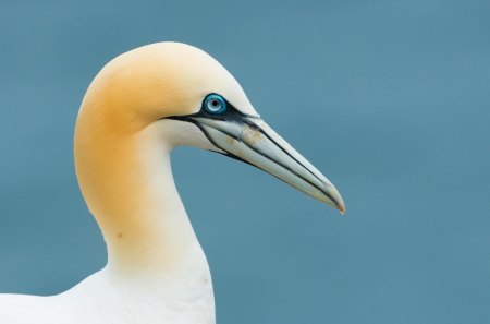 Boobie - bird, eyes, boobie, beak