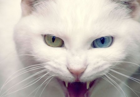 Angry cat - white cat, sweet, cat, angry, white, nature, hd, cute, animals, wallpaper