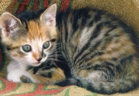 Kitten - blanket, kitten, cute, adorable, calico