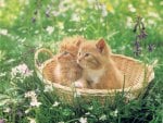 Kittens in a basket