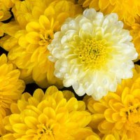 YELLOW DAHLIAS AFTER THE RAIN