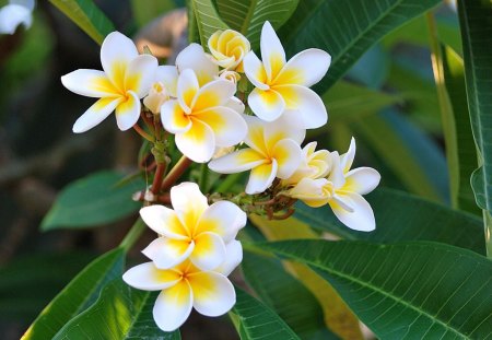 HAWAIIAN PLUMERIA - plants, hawaii, plumeria, flowers, photography, hd, colorful