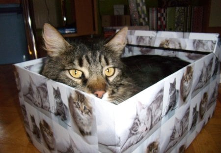 Cat in a box