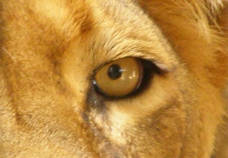 Lion Eyes - eyes, lion, pride, big cat