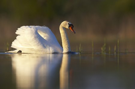 Solitare - solitare, swan, bird, water, beauty, swim