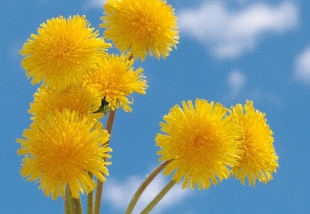 Reach - bright, dandelions, sky, yellow, clouds, blue, flowers