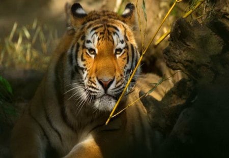 In the shadows - white, forest, striped, shadows, orange, black, tiger, hunter