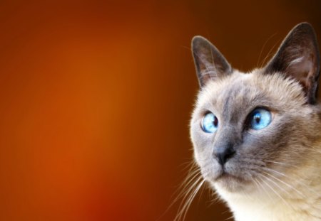 Crosseyed cat - crosseyed, cat, pet, funny, siamese