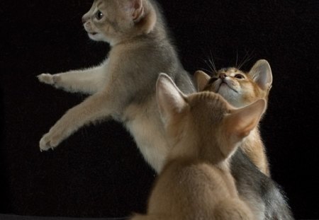 Evening fun - fun, play, kittens, very interesting, evening