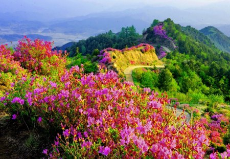 Beautiful mountain view - greenery, mountainscape, summer, beautiful, road, bushes, lovely, mountain, flowers, path, nature, view, green, nice, floral