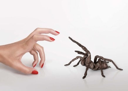 That's a spider - incect, creep, hand, spider