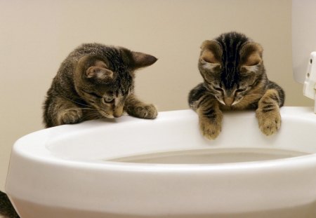 What's down there - cats, funny, toilet, cute, kitten, cat, fun