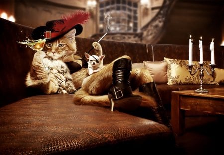 Cat musketer - smoking, drink, humor, cat, fun, dog