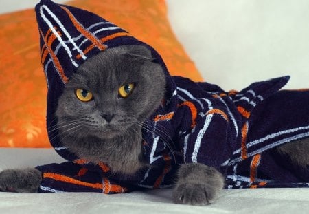 Cat in bathing robe - bathing, pet, cute, cat