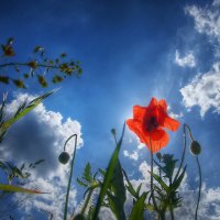 Poppy on blue sky background