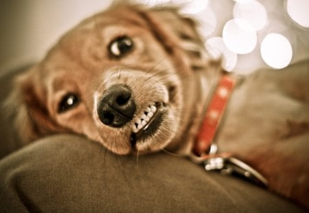 Consider this as a warning - pet, dogs, growl, cute, dog, teeth, dachshund, animals